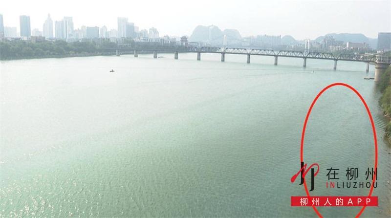 今晨,柳江河面出现大片油污 谁往河里加的"料-柳州广播电视网