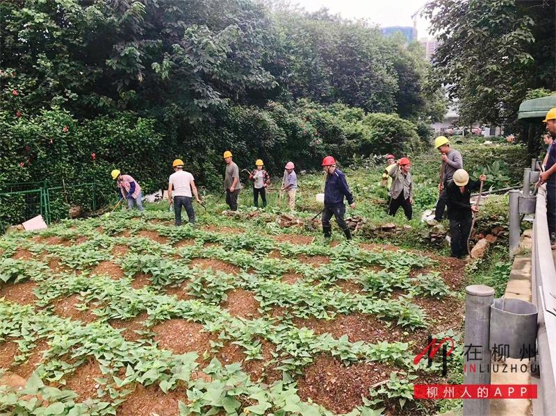 雀儿山公园旁的公共绿地变 私家菜园 依法铲除 柳州广播电视网