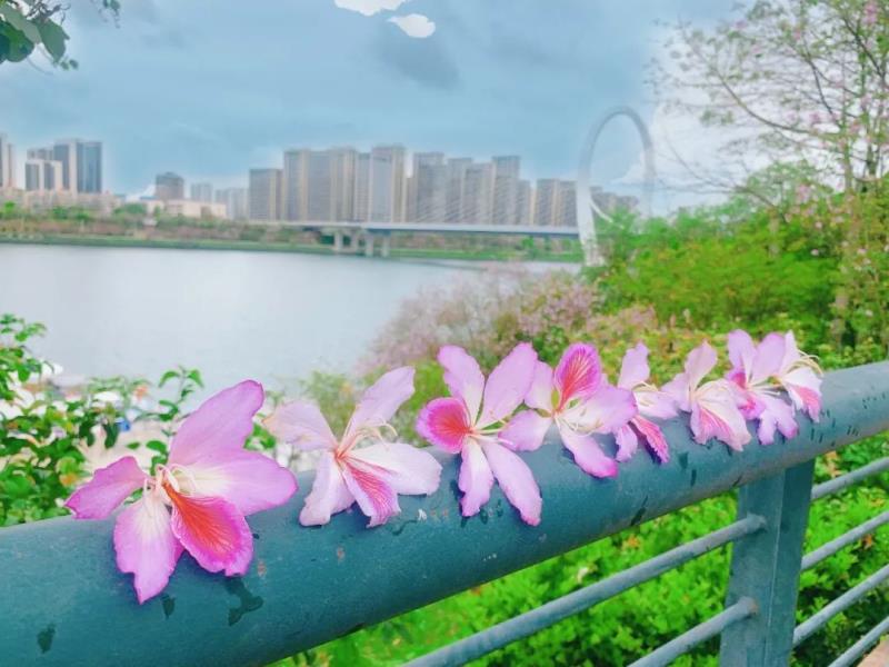 直播预告 三月三 迎花开 向未来 柳州广播邀您云赏紫荆花 柳州广播电视网